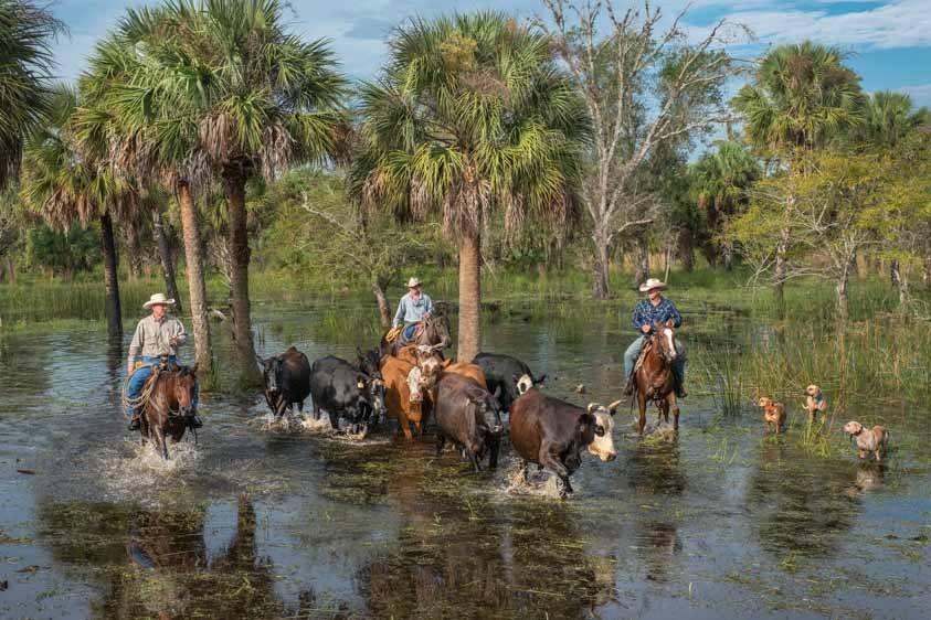 Florida Cracker Cattle Drives | Men on horseback with cattle in water