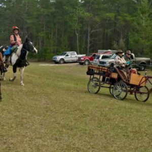 A spotted horse trails behind a carriage