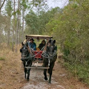 A Couple in a Horse-Drawn Carriage ride down a trail