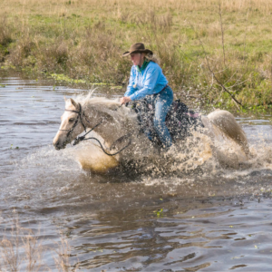 A rider sits on a cracker horse passing through a river