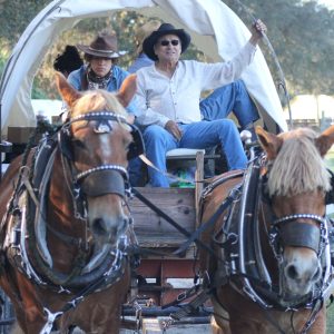 Horse-drawn wagon, cracker cattle & horses history